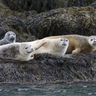 harbor seals 2 Camden Maine