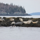 harbor_seal_group Camden Maine